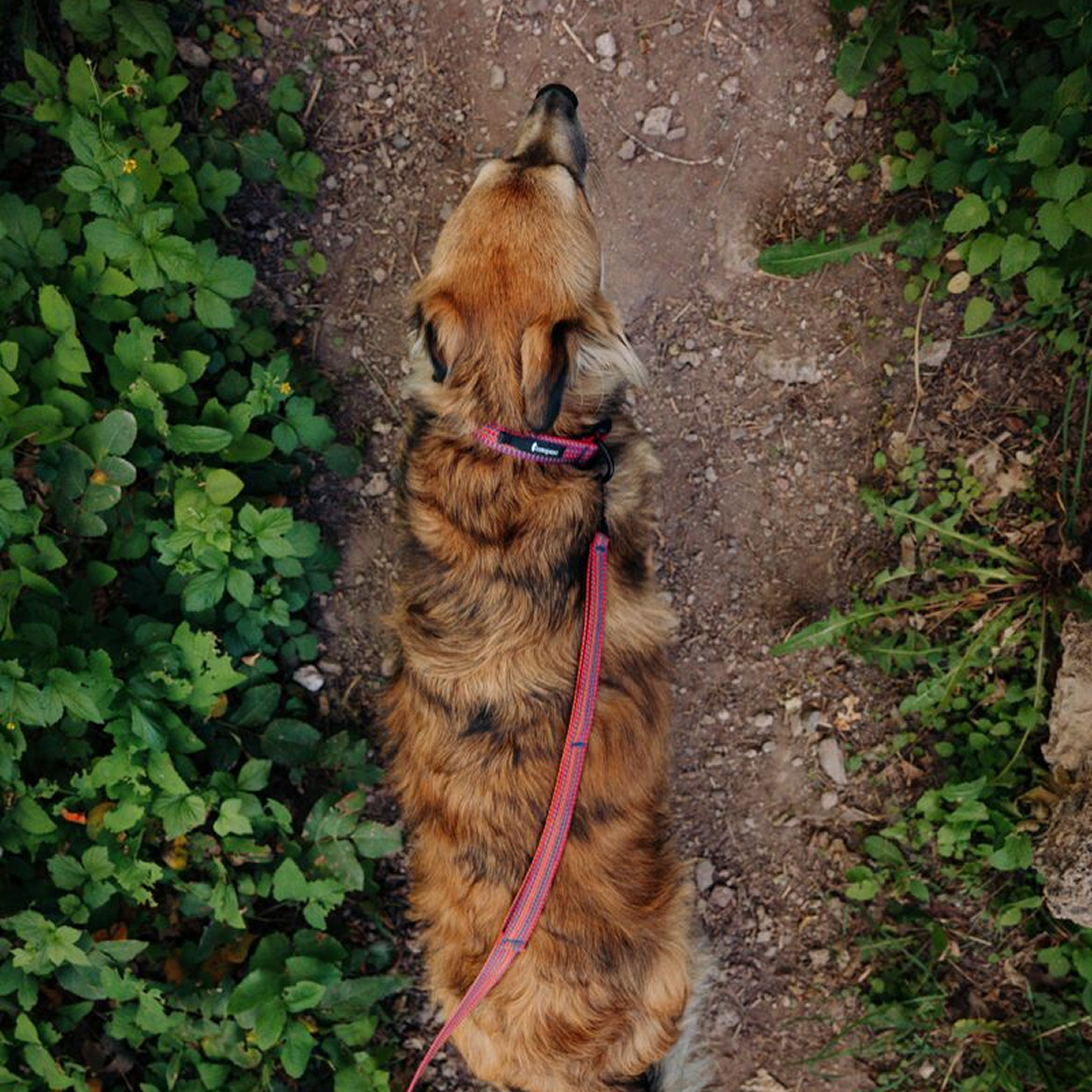 Del Día Dog Leash - Image 4