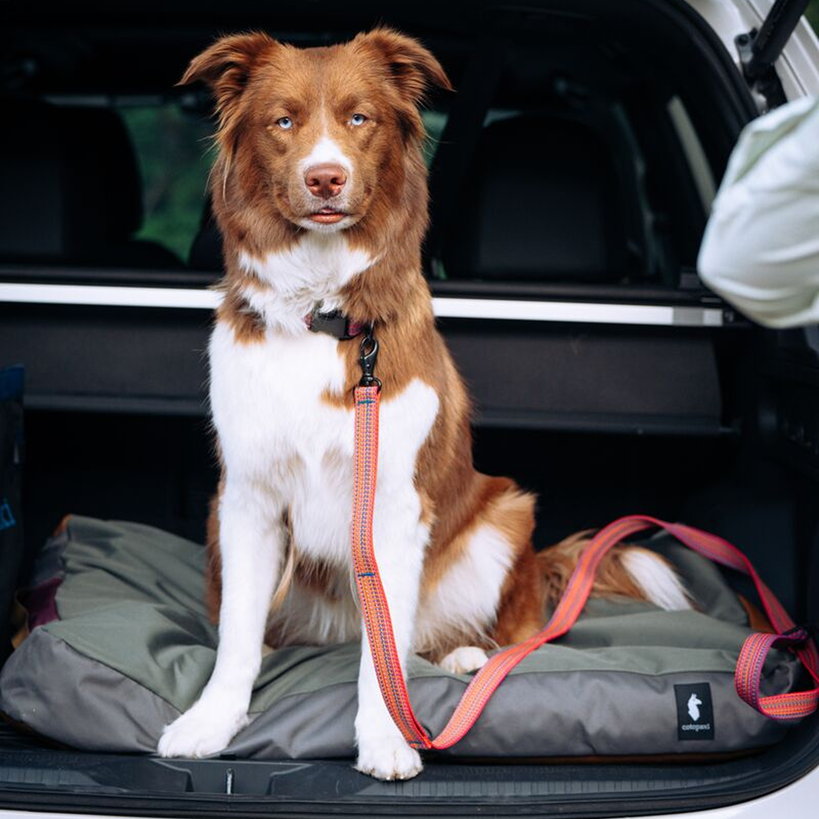 Del Día Dog Leash - Image 5