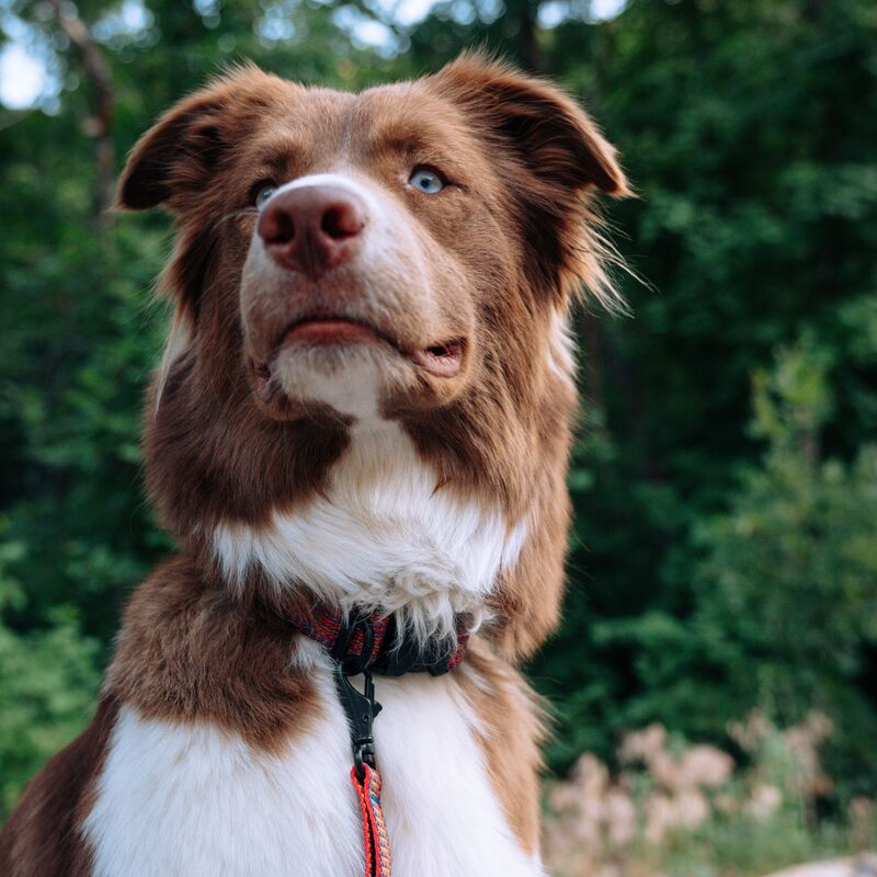 Del Día Dog Collar - Image 6